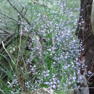 Comesperma volubile at Bournda, NSW - 14 Aug 2014 12:00 AM