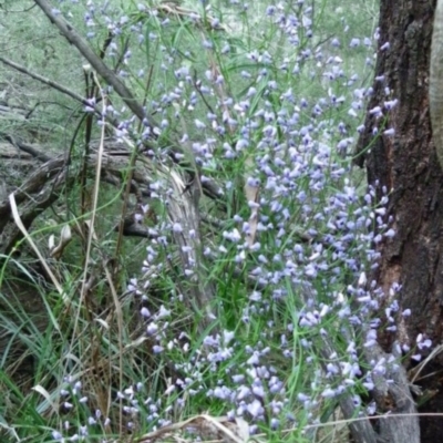 Comesperma volubile (Love Creeper) at Bournda, NSW - 13 Aug 2014 by S.Douglas