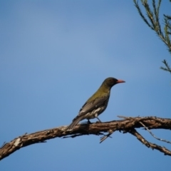 Oriolus sagittatus (Olive-backed Oriole) at Lake Curalo - 1 Sep 2014 by kelpie