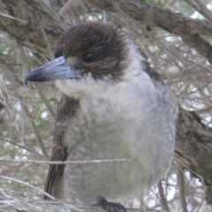 Cracticus torquatus (Grey Butcherbird) at Bermagui, NSW - 4 Sep 2014 by robndane