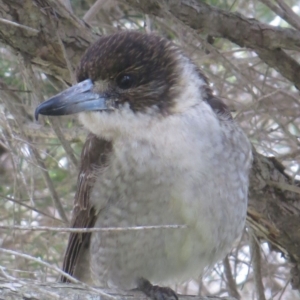 Cracticus torquatus at Bermagui, NSW - 4 Sep 2014