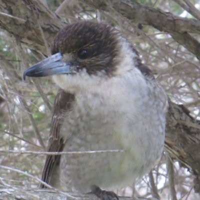 Cracticus torquatus (Grey Butcherbird) at Bermagui, NSW - 3 Sep 2014 by robndane