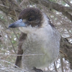Cracticus torquatus (Grey Butcherbird) at Bermagui, NSW - 3 Sep 2014 by robndane