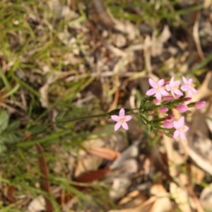 Centaurium erythraea at Bournda, NSW - 9 Sep 2014 12:00 AM