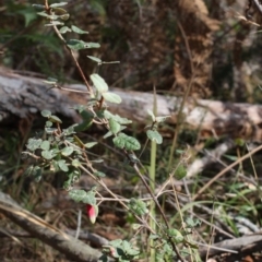 Correa reflexa var. reflexa (Common Correa, Native Fuchsia) at Bournda, NSW - 8 Sep 2014 by S.Douglas