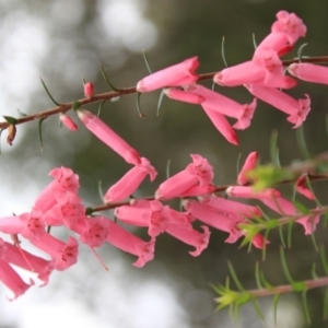 Epacris impressa at Bournda, NSW - 9 Sep 2014