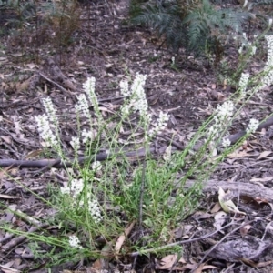 Stackhousia monogyna at Bournda, NSW - 9 Sep 2014