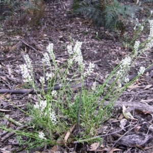 Stackhousia monogyna at Bournda, NSW - 9 Sep 2014 12:00 AM