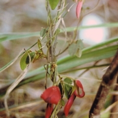 Kennedia rubicunda (Dusky Coral Pea) at Bournda, NSW - 9 Sep 2014 by S.Douglas