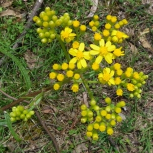 Senecio linearifolius at Bournda, NSW - 10 Sep 2014 12:00 AM