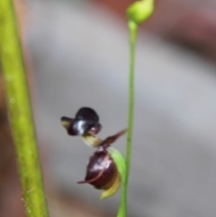 Caleana major (Large Duck Orchid) at Bournda, NSW - 9 Sep 2014 by S.Douglas