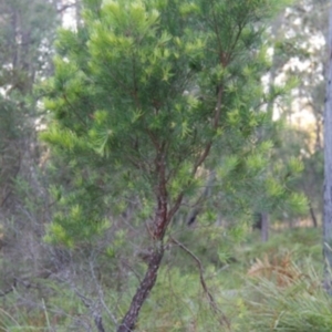 Persoonia linearis at Bournda, NSW - 10 Sep 2014