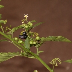 Solanum nodiflorum (Glossy Nightshade) at Bournda, NSW - 10 Sep 2014 by S.Douglas