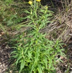 Xerochrysum bracteatum (Golden Everlasting) at Bournda, NSW - 11 Sep 2014 by S.Douglas