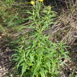 Xerochrysum bracteatum at Bournda, NSW - 11 Sep 2014 12:00 AM