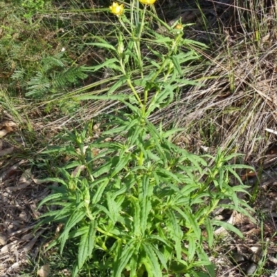 Xerochrysum bracteatum (Golden Everlasting) at Bournda, NSW - 11 Sep 2014 by S.Douglas