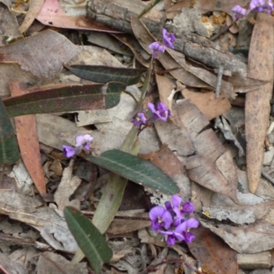 Hardenbergia violacea (False Sarsaparilla) at Bournda, NSW - 11 Sep 2014 by S.Douglas