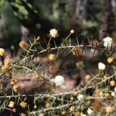 Acacia ulicifolia (Prickly Moses) at Bournda, NSW - 10 Sep 2014 by S.Douglas