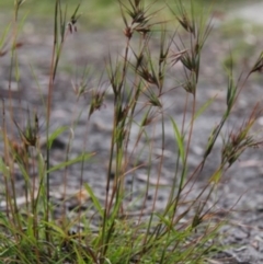 Themeda triandra (Kangaroo Grass) at Bournda, NSW - 10 Sep 2014 by S.Douglas