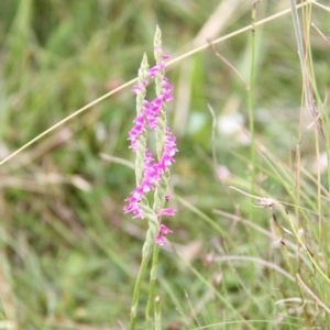 Spiranthes australis at Bournda, NSW - suppressed