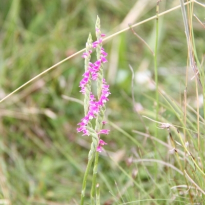 Spiranthes australis (Austral Ladies Tresses) at Bournda, NSW - 11 Sep 2014 by S.Douglas