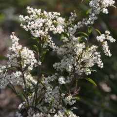 Styphelia affinis (Lance Beard-heath) at Bournda, NSW - 10 Sep 2014 by S.Douglas