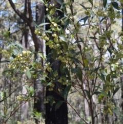 Dodonaea triquetra (Large-leaf Hop-Bush) at Bournda, NSW - 10 Sep 2014 by S.Douglas