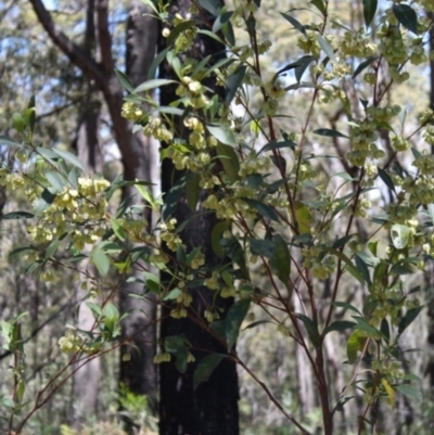 Dodonaea triquetra (Large-leaf Hop-Bush) at Bournda, NSW - 10 Sep 2014 by S.Douglas