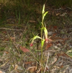 Cryptostylis subulata (Cow Orchid) at Bournda, NSW - 11 Sep 2014 by S.Douglas