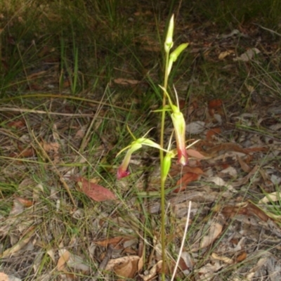 Cryptostylis subulata (Cow Orchid) at Bournda, NSW - 11 Sep 2014 by S.Douglas