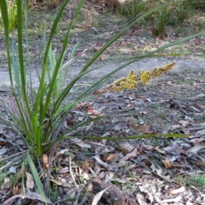 Lomandra longifolia (Spiny-headed Mat-rush, Honey Reed) at Bournda, NSW - 11 Sep 2014 by S.Douglas