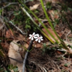 Burchardia umbellata (Milkmaids) at Bournda, NSW - 11 Sep 2014 by S.Douglas