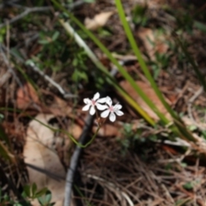 Burchardia umbellata at Bournda, NSW - 12 Sep 2014 12:00 AM