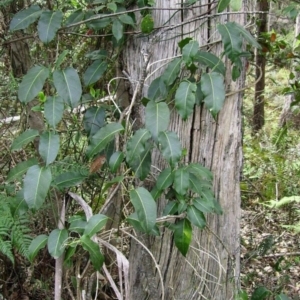 Leichhardtia rostrata at Bournda, NSW - 12 Sep 2014