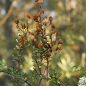 Bursaria spinosa subsp. spinosa at Bournda, NSW - 12 Sep 2014 12:00 AM