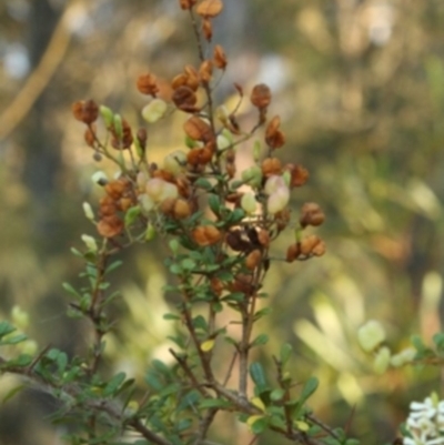 Bursaria spinosa subsp. spinosa (Blackthorn, Boxthorn) at Bournda, NSW - 12 Sep 2014 by S.Douglas