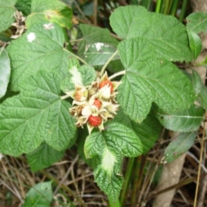 Rubus parvifolius at Bournda, NSW - 12 Sep 2014 12:00 AM