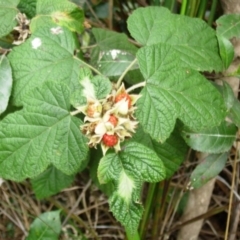 Rubus parvifolius (Native Raspberry) at Bournda, NSW - 11 Sep 2014 by S.Douglas
