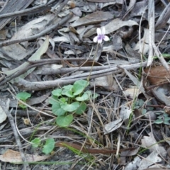 Viola hederacea (Ivy-leaved Violet) at Bournda, NSW - 12 Sep 2014 by S.Douglas