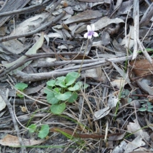 Viola hederacea at Bournda, NSW - 12 Sep 2014