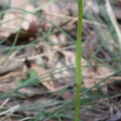 Pterostylis nutans (Nodding Greenhood) at Bournda, NSW - 11 Sep 2014 by S.Douglas