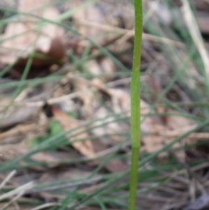Pterostylis nutans at Bournda, NSW - suppressed