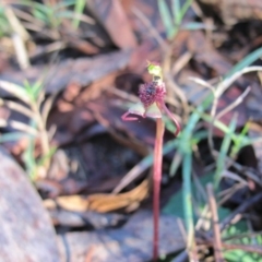 Chiloglottis reflexa (Short-clubbed Wasp Orchid) at Bournda, NSW - 12 Sep 2014 by S.Douglas