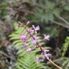 Dipodium roseum (Rosy hyacinth orchid) at Bournda, NSW - 11 Sep 2014 by S.Douglas