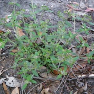 Pomax umbellata at Bournda, NSW - 12 Sep 2014 12:00 AM