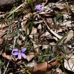 Scaevola ramosissima (Hairy Fan-flower) at Bournda, NSW - 11 Sep 2014 by S.Douglas