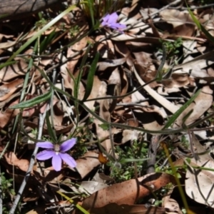 Scaevola ramosissima at Bournda, NSW - 12 Sep 2014 12:00 AM