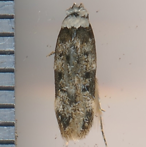 Endrosis (genus) at Bermagui, NSW - 11 Sep 2014