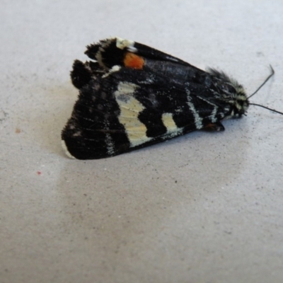 Phalaenoides glycinae (Grapevine Moth) at Bermagui, NSW - 17 Feb 2014 by robndane