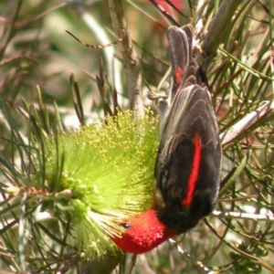 Myzomela sanguinolenta at Bermagui, NSW - 2 Nov 2014